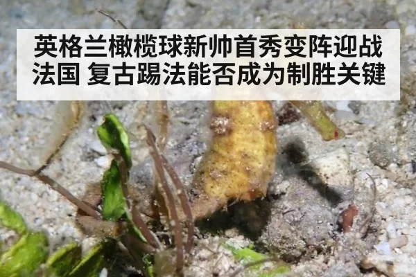 英格兰橄榄球新帅首秀变阵迎战法国 复古踢法能否成为制胜关键